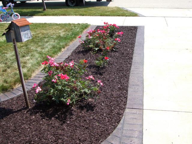 Mulch beds with roses in Olney